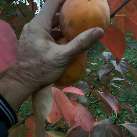 Sakli Cennet Villa Esadiye